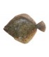 RODABALLO