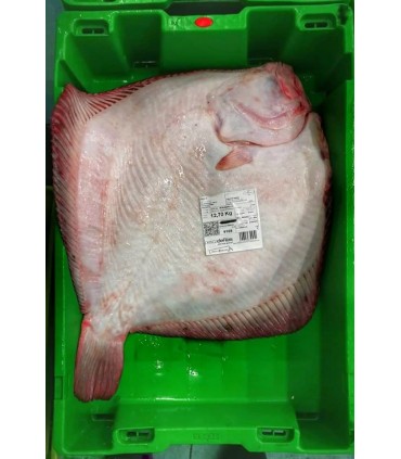 RODABALLO