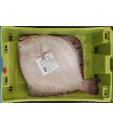RODABALLO