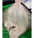 RODABALLO